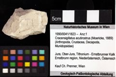 Foto (Objket + Etiketten) von Goniodromitidae indet. 